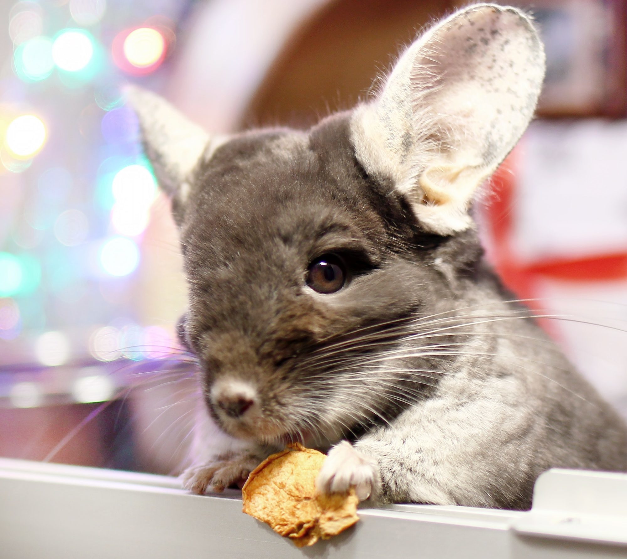 Cute brown chinchilla is eating dry apple on a background of Christmas decorations and Christmas