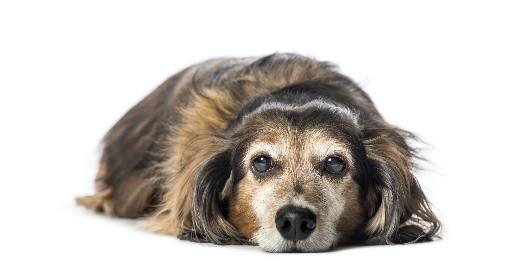 Old Dachshund ,badger dog, sausage dog, wiener dog lying in front of white background